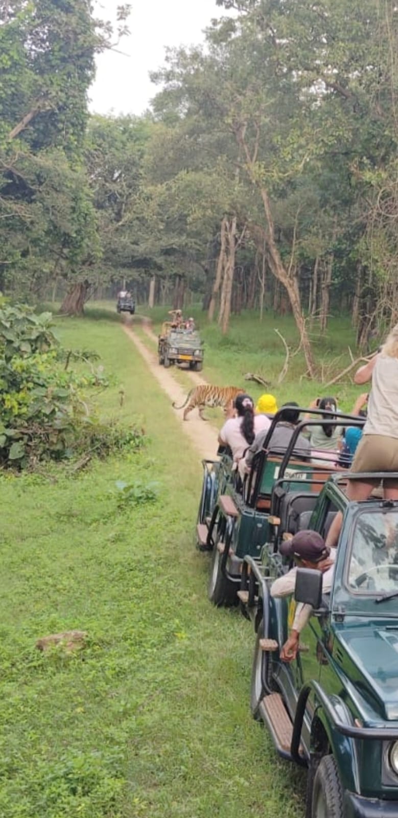 Tiger in Vidarbha Forest