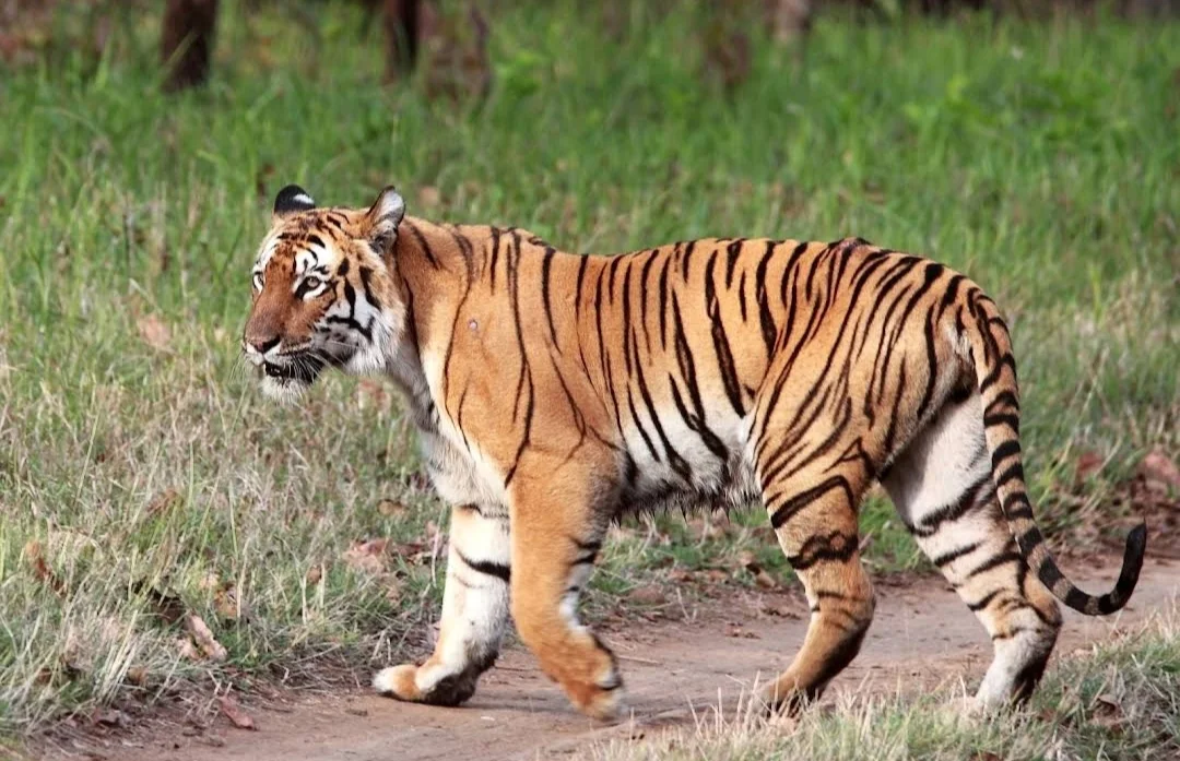 Nagzira Wildlife Sanctuary