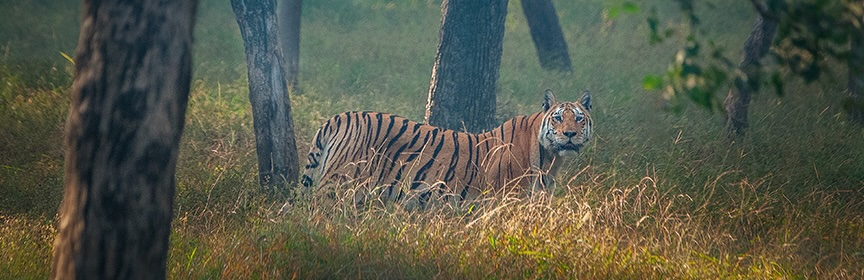 Pench Tiger Reserve
